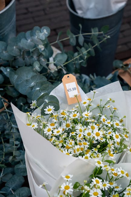 A fresh bouquet of small white daisies with bright yellow centers arranged in white wrapping paper, accented by sprigs of eucalyptus with rounded, silvery-green leaves. The daisies and eucalyptus are