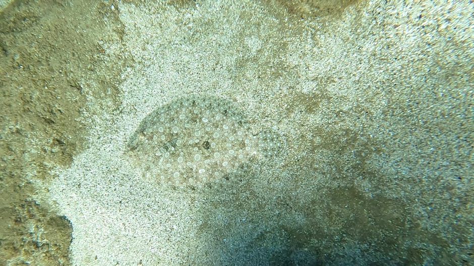 Close-up of a sand-colored ocean floor featuring a small, circular sea urchin with numerous tiny white spines. Surrounding the sea urchin is a textured landscape of fine sand and scattered shell fragm