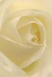 This tender, close-up vision of a creamy ivory rose draws you into the very heart of the bloom-a cocoon of delicately curled petals so soft and luminous they seem kissed by gentle Waterloo morning light. Each petal unfurls with patient grace, forming a mesmerizing spiral that speaks of both nature's intricate artistry and the steady hands of local florists. Bathed in understated, diffused light, the creamy-white hues shift subtly from centre to edge, highlighted by translucent outer petals that suggest fragility yet promise hope. There is a calming, almost meditative peace to the image, much like standing quietly in the leafy corners of Waterloo Millennium Green. This rose, ideal for expressing sympathy, admiration, or sincere new beginnings, is a living testament to thoughtful composition. The whisper of a sweet, crisp fragrance lingers on the air, emblematic of the precise attention and heartfelt sentiment that goes into every bouquet prepared for delivery across Waterloo. Here, beauty and emotion coalesce into a soothing visual moment, perfect for marking life's tender transitions.